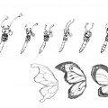 penelope_09_butterflies